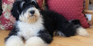 Mini deals sheepadoodle size